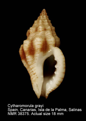 Cytharomorula grayi.jpg - Cytharomorula grayi(Dall,1889)